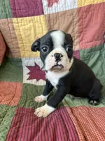 Beau, a male Boston Terrier for sale in Siler City, NC – 1 of 4