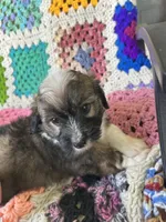 Onslow, a male Aussiedoodle and Poodle - Toy  for sale in Siler City, NC – Photo 2 of 3