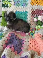 Onslow, a male Aussiedoodle and Poodle - Toy  for sale in Siler City, NC – Photo 3 of 3