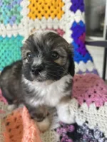 Onslow, a male Aussiedoodle and Poodle - Toy  for sale in Siler City, NC – Photo 1 of 3