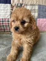 Joey, a male Cavapoo for sale in Siler City, NC – 3 of 5