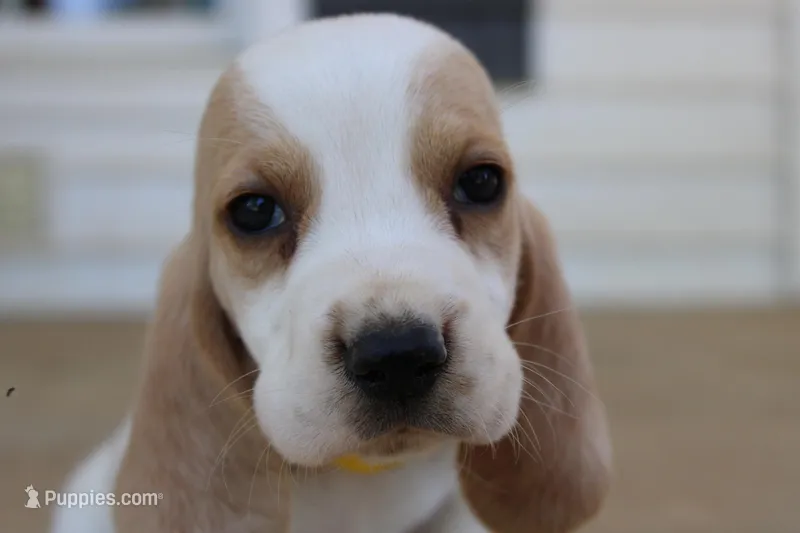 Theo – Basset Hound puppy for sale in Siler City, NC