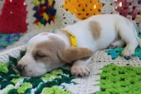 Theo, a male Basset Hound for sale in Siler City, NC – Photo 3 of 4