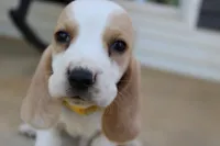 Theo, a male Basset Hound for sale in Siler City, NC – Photo 2 of 4