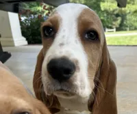 Buddy, a male Basset Hound for sale in Siler City, NC – 2 of 8