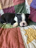 Nala, a female Boston Terrier for sale in Siler City, NC – 6 of 6