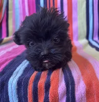 Gizmo, a male Yorkipoo for sale in Siler City, NC – 3 of 4