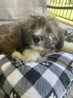 Onslow, a male Aussiedoodle and Poodle - Toy  for sale in Siler City, NC – 3 of 6
