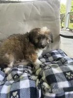 Onslow, a male Aussiedoodle and Poodle - Toy  for sale in Siler City, NC – 5 of 6