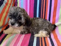 Hannah, a female Havapoo for sale in Siler City, NC – 2 of 5