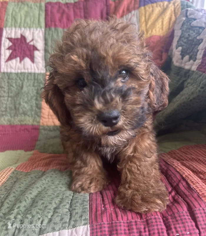 Rusty – Poodle - Toy  puppy for sale in Siler City, NC