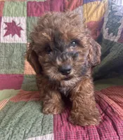 Rusty, a male Poodle - Toy  for sale in Siler City, NC – 1 of 6