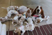 Lacy, a female Basset Hound for sale in Siler City, NC – 5 of 7