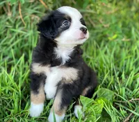 Blaze, a male Miniature Australian Shepherd for sale in Auburn, NE – 3 of 6