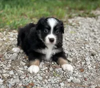 Buddy, a male Toy Australian Shepherd for sale in Auburn, NE – 4 of 6