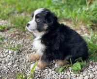 Jack, a male Miniature Australian Shepherd for sale in Auburn, NE – 5 of 6