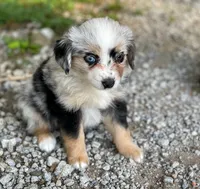 Gracie, a female Toy Australian Shepherd for sale in Auburn, NE – 4 of 6