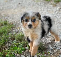 Molly, a female Toy Australian Shepherd for sale in Auburn, NE – 5 of 6