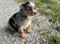 Duke, a male Miniature Australian Shepherd for sale in Auburn, NE – 3 of 6