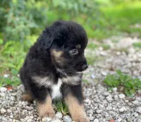 Belle, a female Miniature Australian Shepherd for sale in Auburn, NE – 2 of 6