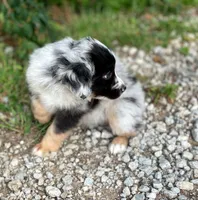 Faith, a female Miniature Australian Shepherd for sale in Auburn, NE – 6 of 7