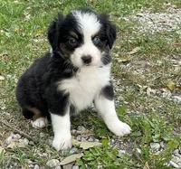Oreo, a male Miniature Australian Shepherd for sale in Auburn, NE – 6 of 7