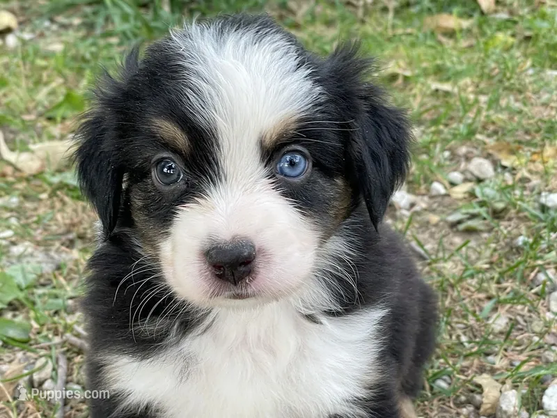Oreo, a male Miniature Australian Shepherd for sale in Auburn, NE – 1 of 7
