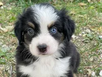Oreo, a male Miniature Australian Shepherd for sale in Auburn, NE – 1 of 7