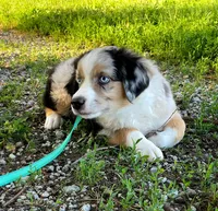 Blue, a male Miniature Australian Shepherd for sale in Auburn, NE – 5 of 6