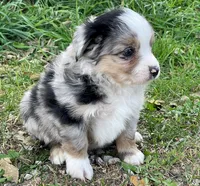 Tucker, a male Miniature Australian Shepherd for sale in Auburn, NE – 5 of 7