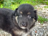 Belle, a female Miniature Australian Shepherd for sale in Auburn, NE – 5 of 6