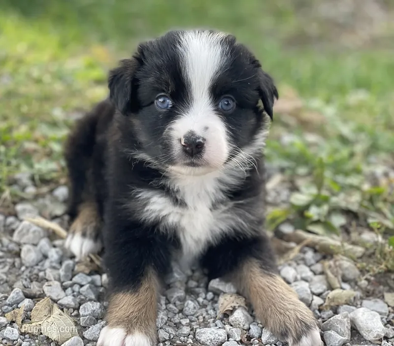 Bella, a female Miniature Australian Shepherd for sale in Auburn, NE – 1 of 7