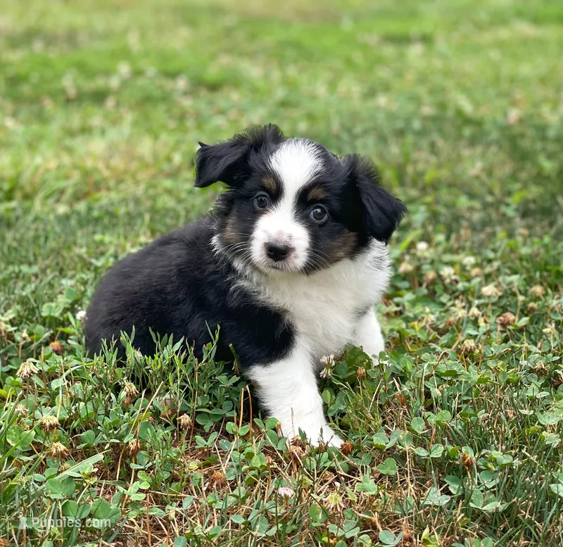 Piper – Toy Australian Shepherd puppy for sale in Auburn, NE