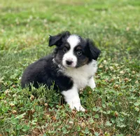 Piper, a female Toy Australian Shepherd for sale in Auburn, NE – 1 of 5