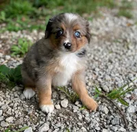Luna, a female Miniature Australian Shepherd for sale in Auburn, NE – 2 of 5