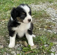 Oreo, a male Miniature Australian Shepherd for sale in Auburn, NE – 7 of 7