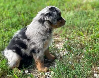 Duke, a male Miniature Australian Shepherd for sale in Auburn, NE – 5 of 6