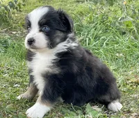 Harper, a female Miniature Australian Shepherd for sale in Auburn, NE – 2 of 6