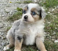 Luna, a female Miniature Australian Shepherd for sale in Auburn, NE – 4 of 6