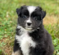 Hazel, a female Toy Australian Shepherd for sale in Auburn, NE – 5 of 6
