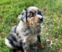 Duke, a male Miniature Australian Shepherd for sale in Auburn, NE – 4 of 6