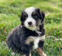 Leo, a male Miniature Australian Shepherd for sale in Auburn, NE – Photo 3 of 5