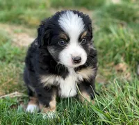 Leo, a male Miniature Australian Shepherd for sale in Auburn, NE – Photo 2 of 5