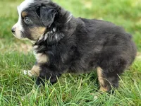 Leo, a male Miniature Australian Shepherd for sale in Auburn, NE – Photo 4 of 5