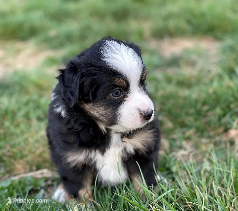 Leo – Miniature Australian Shepherd puppy for sale in Auburn, NE