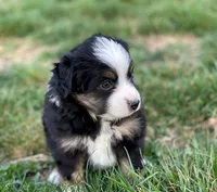 Leo, a male Miniature Australian Shepherd for sale in Auburn, NE – Photo 1 of 5