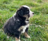 Leo, a male Miniature Australian Shepherd for sale in Auburn, NE – Photo 5 of 5