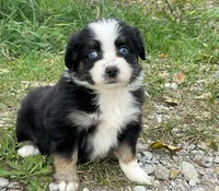 Ozzy, a male Miniature Australian Shepherd for sale in Auburn, NE – 5 of 6