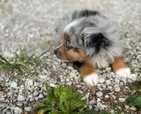 Finley, a male Miniature Australian Shepherd for sale in Auburn, NE – 4 of 5