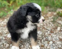 Buddy, a male Toy Australian Shepherd for sale in Auburn, NE – 6 of 6